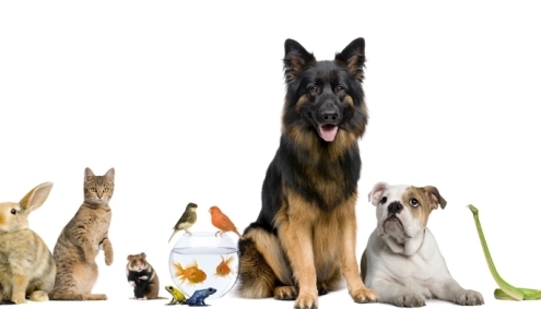 Mudanzas y mascotas: Cómo facilitar el traslado a mis mascotas Mudanzas y mascotas