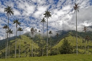 Mudanzas a Colombia - Turismo - El bosque de palmas