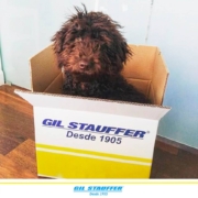 Mascota - Perro en caja Gil Stauffer