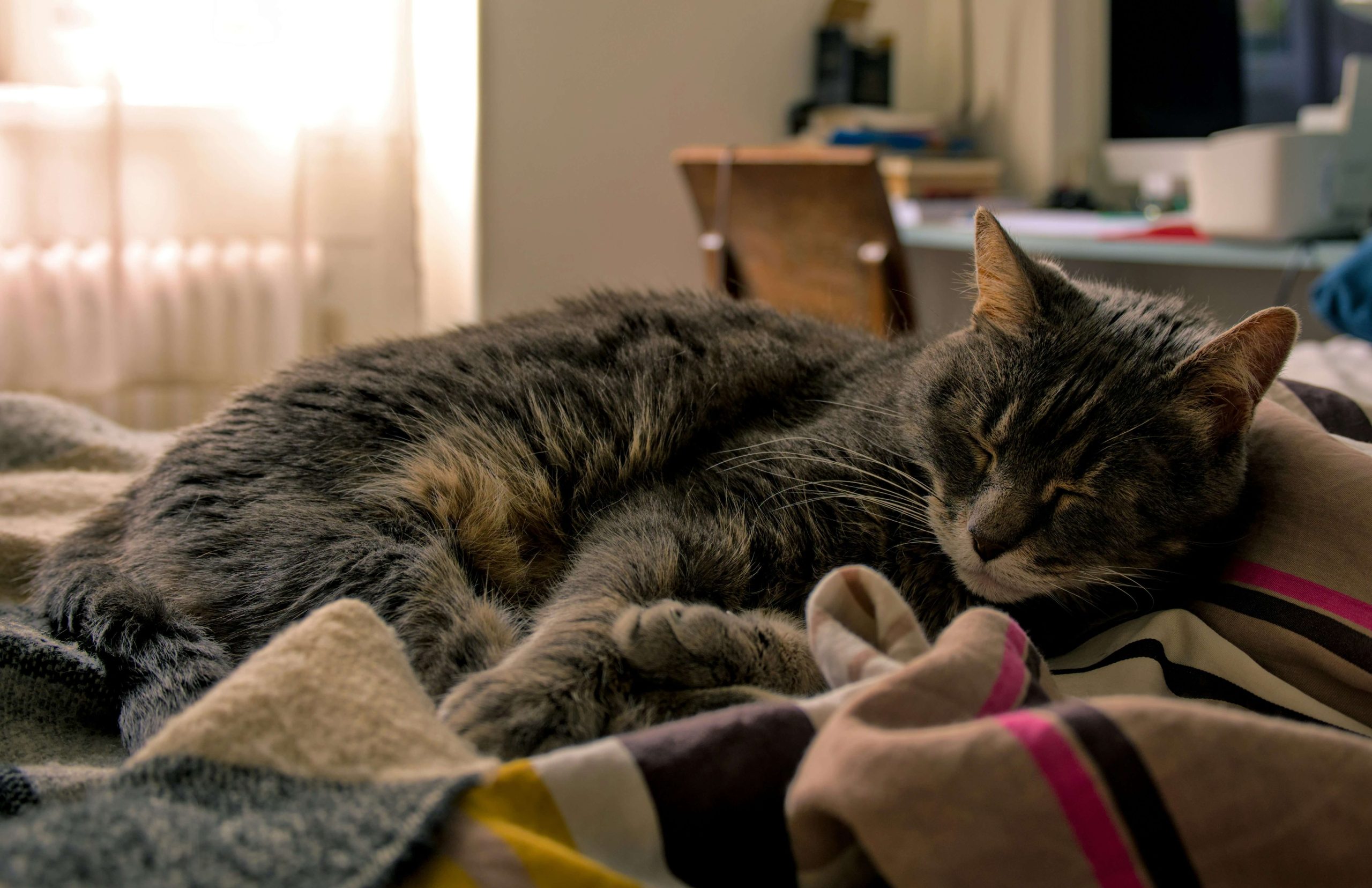 How to move house with a cat: 7 tips to help your cat adapt without stress Copy