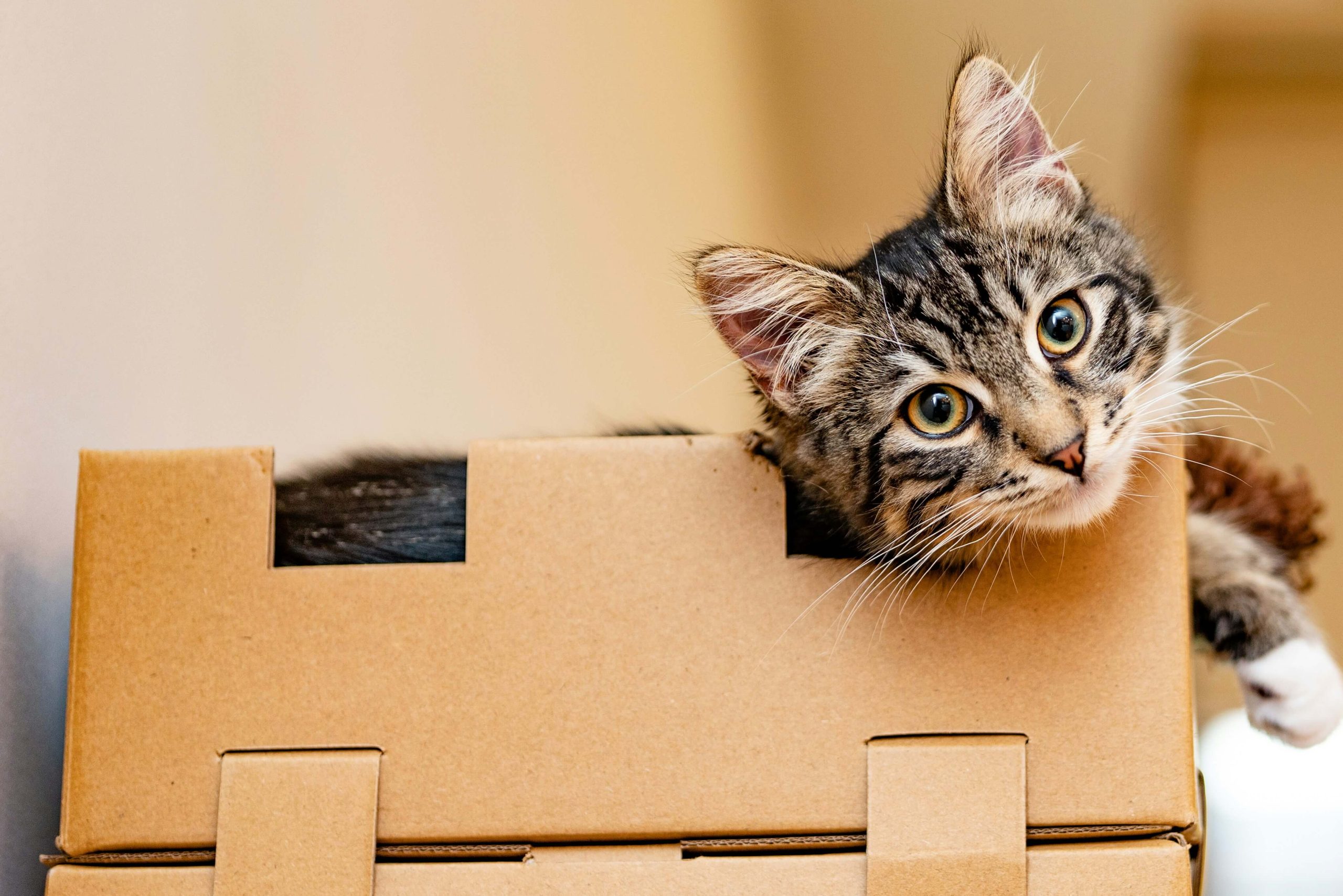 How to move house with a cat: 7 tips to help your cat adapt without stress Copy