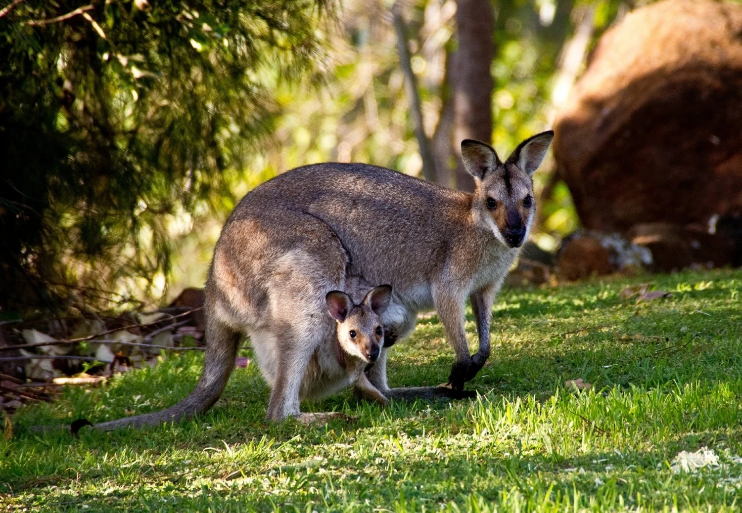 Mudarse a Australia - canguros walabies