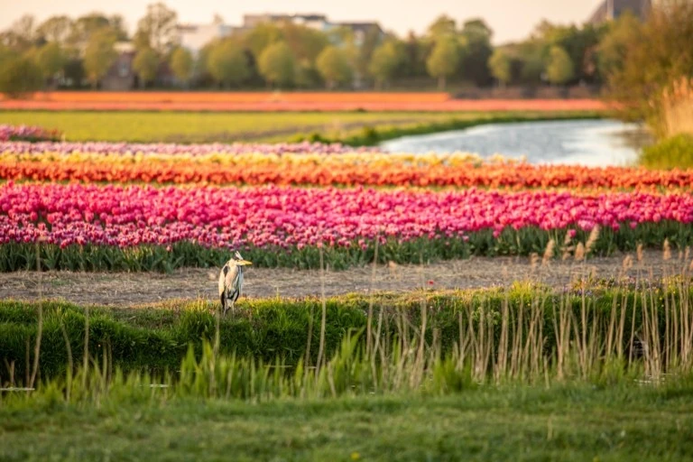 Mudarse a Países Bajos - Campo de tulipanes