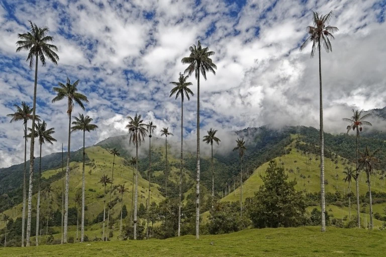 Removals to Colombia - Tourism - The Palm Forest