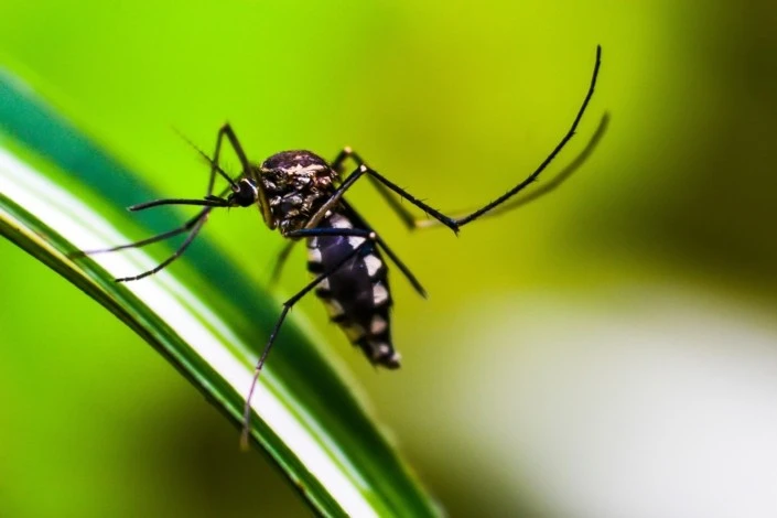 Mudanzas a Colombia - Precauciones -Mosquito