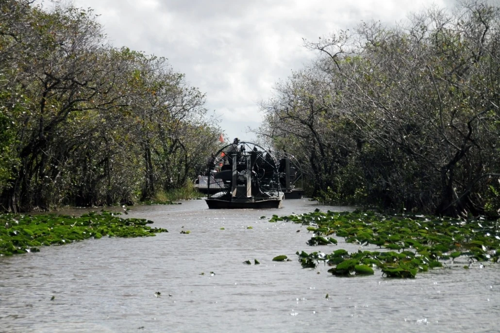 Mudarse a Miami - Everglades