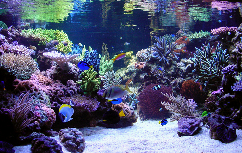 How to safely transport fish and aquariums