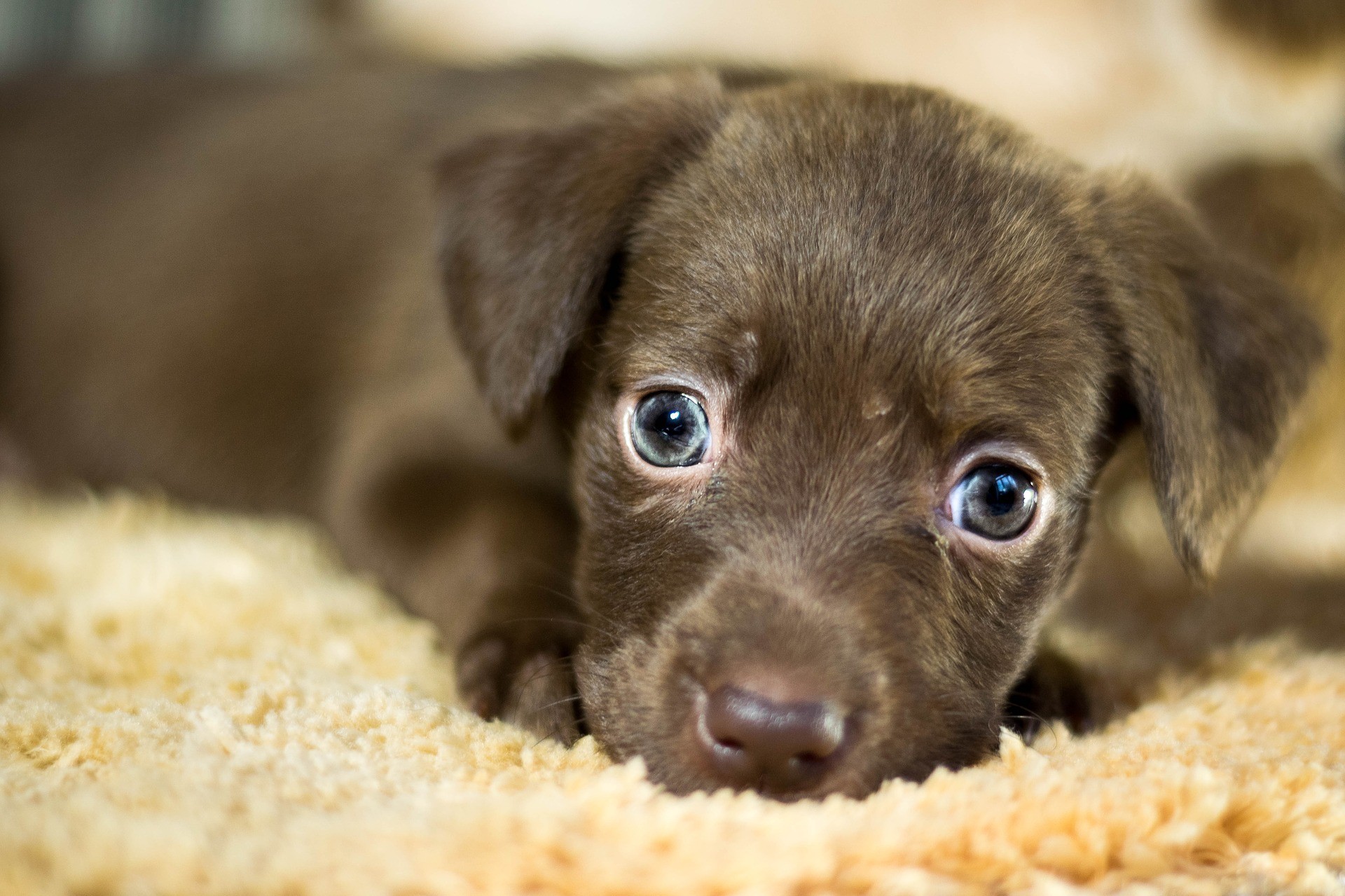 Mudanzas con mascotas: reduce su estrés y haz que no lo pasen mal