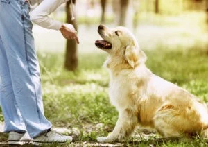 Moving with pets: reduce their stress and keep them out of trouble